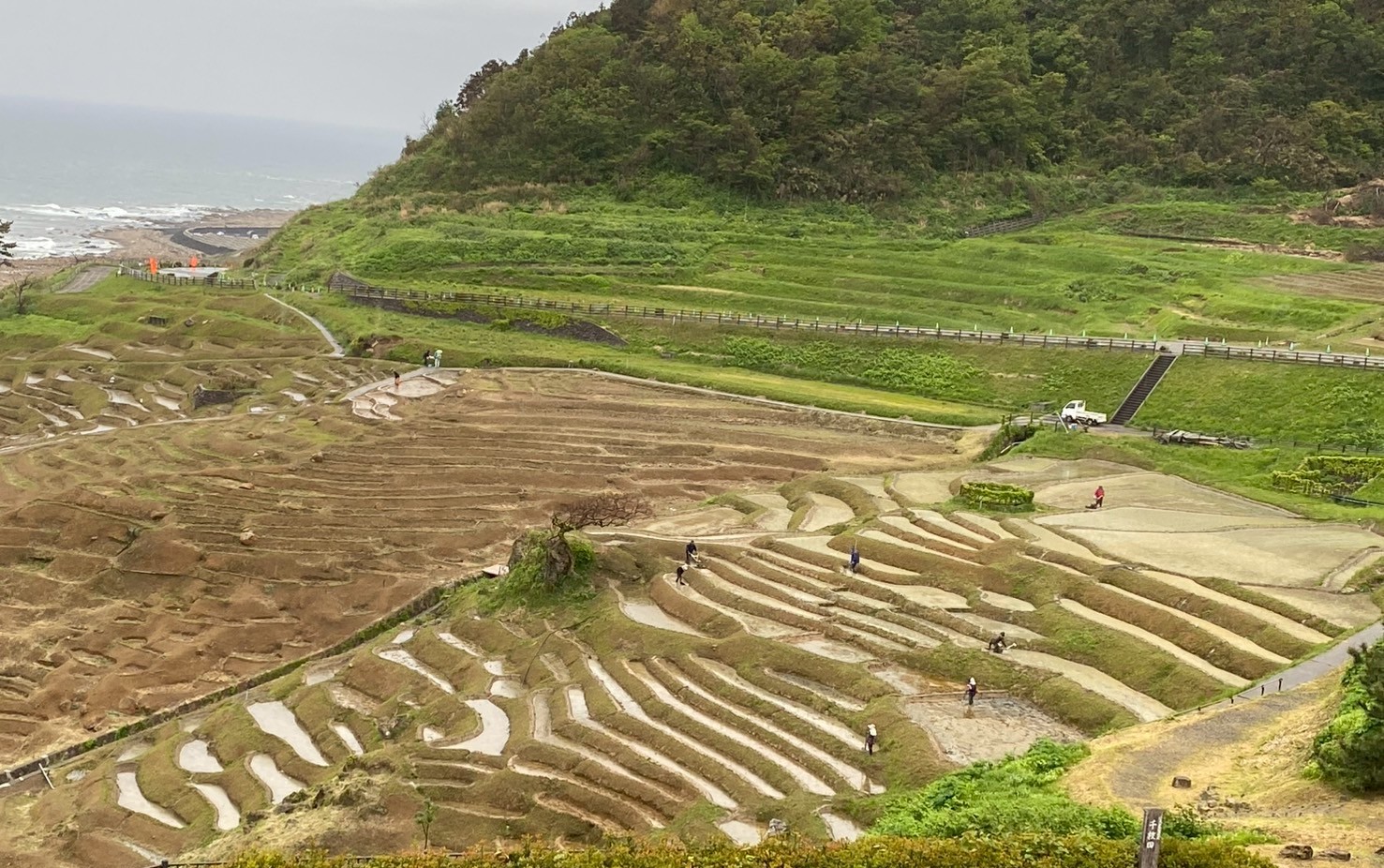 白米千枚田